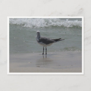 Kees – Kust Natuurfotografie Briefkaart