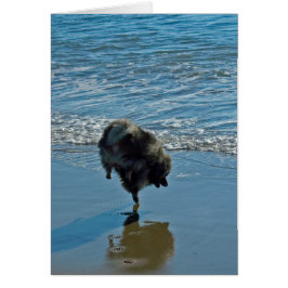 Keesdoorn Ballet-foto - Cute Original Dog Art