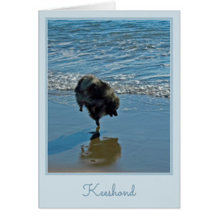 Keesdoorn Ballet-foto - Cute Original Dog Art