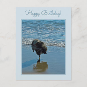 Keesdoorn Ballet-foto - Cute Original Dog Art Briefkaart