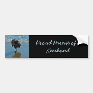 Keesdoorn Ballet-foto - Cute Original Dog Art Bumpersticker