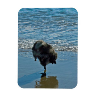 Keesdoorn Ballet-foto - Cute Original Dog Art Magneet