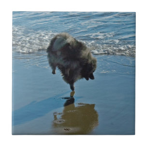 Keesdoorn Ballet-foto - Cute Original Dog Art Tegeltje
