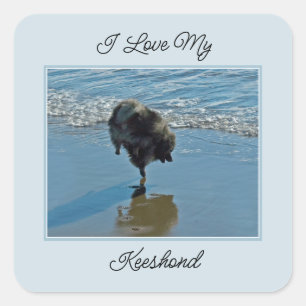 Keesdoorn Ballet-foto - Cute Original Dog Art Vierkante Sticker