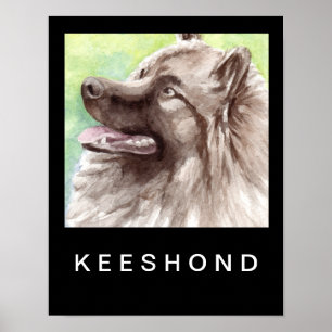 Keeshond Aquarel Portret Poster