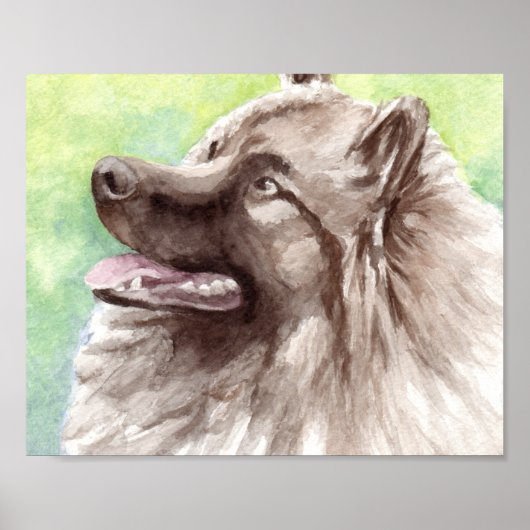 Keeshond Aquarel Portret Poster (Voorkant)