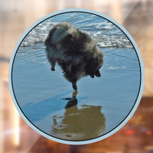 Keeshond Ballet Foto - Schattige Originele Honden  Raamsticker