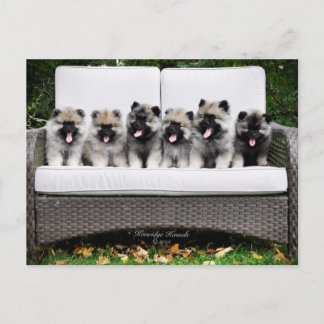 Keeshond Briefkaart