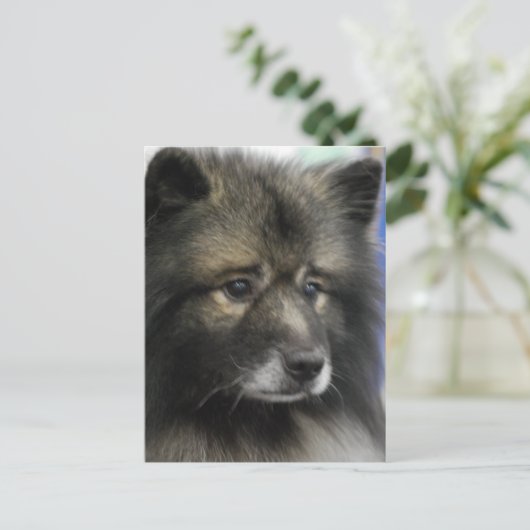 Keeshond Dog Briefkaart (Staand voorkant)