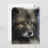 Keeshond Dog Briefkaart (Voorkant / Achterkant)