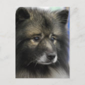 Keeshond Dog Briefkaart (Voorkant)