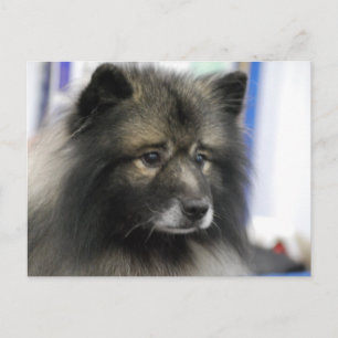 Keeshond Dog Briefkaart