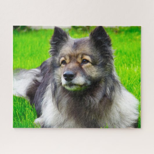 Keeshond Dog. Legpuzzel (Horizontaal)
