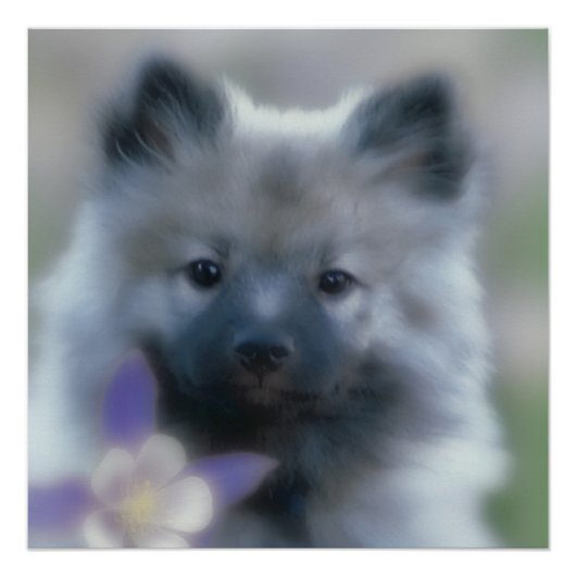 Keeshond en Columbine Perfect Poster (Voorkant)