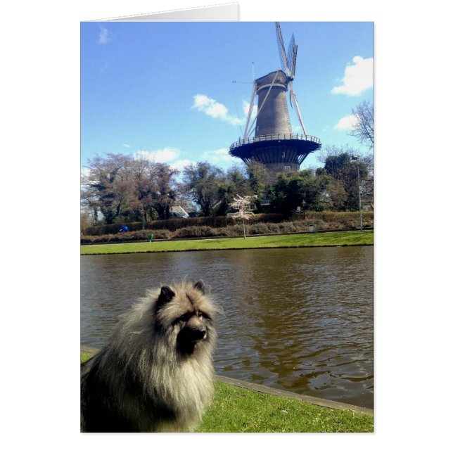 Keeshond en Dutch Windmill (Voorkant)