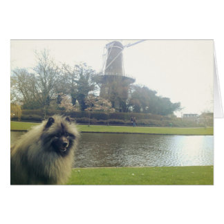 Keeshond en Windmill