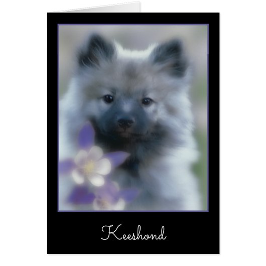 Keeshond et Columbine - Photo de chien (Devant)