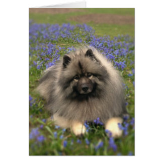 Keeshond et Fleurs