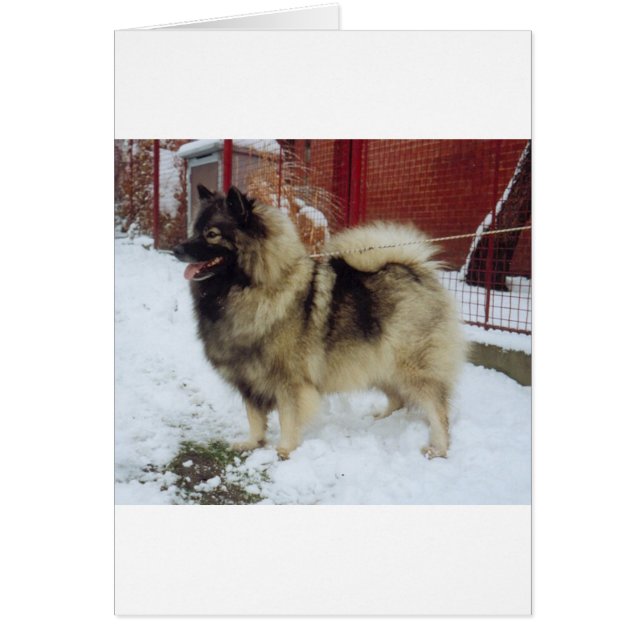 keeshond full.png (Devant)