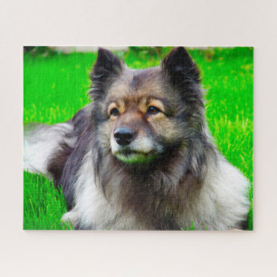 Keeshond hond. legpuzzel