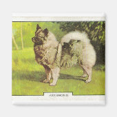 Keeshond Magneet (Voorkant)