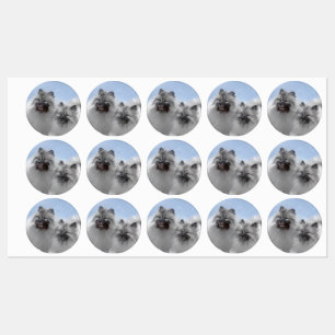 Keeshond Paar van Kees Schilderen Originele Dieren Labels