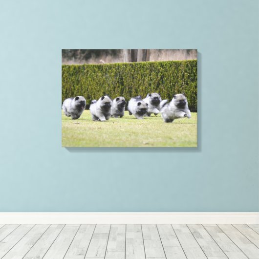 Keeshond puppies hardlopen canvas afdruk (Insitu (Houten vloer))