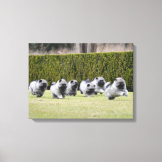 Keeshond puppies hardlopen canvas afdruk