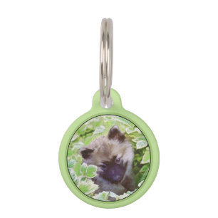 Keeshond Puppy in de Garden Painting Originele Kun Huisdierpenning