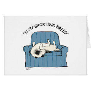 Keeshond "race non sportive"