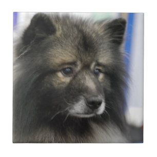Keeshond Tile Tegeltje