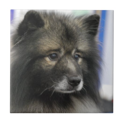 Keeshond Tile Tegeltje (Voorkant)