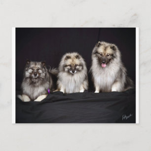 Keeshonden "Pour les gardiens !" Carte postale