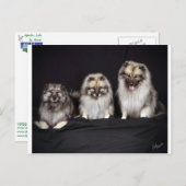 Keeshonden "Voor Keeps!" Briefkaart (Voorkant / Achterkant)