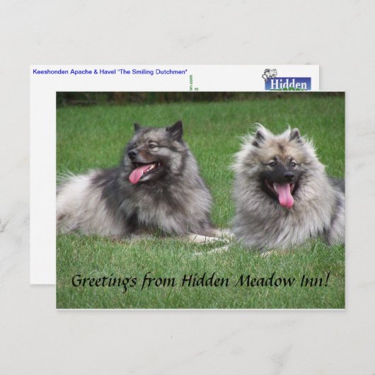 Keeshonds Apache et carte postale de sourire de (Devant / Derrière)
