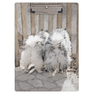 Keeshonds bij het schilderen van de poort - Oorspr Klembord