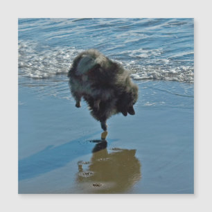 Keespaat Ballet Foto van Cute Original Dog Art