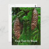 Kegels en naalden briefkaart (Voorkant / Achterkant)