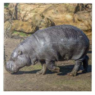 Kegelvormig hippo-keramisch tegeltje