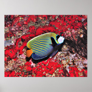 keizer Angelfish op de Malediven Poster