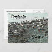 keizer Geese op het strand Briefkaart (Voorkant / Achterkant)