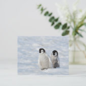 keizer Penguin Chicks Antarctica Briefkaart (Staand voorkant)