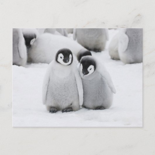keizer Penguin Chicks on Ice in Antarctica Briefkaart (Voorkant)