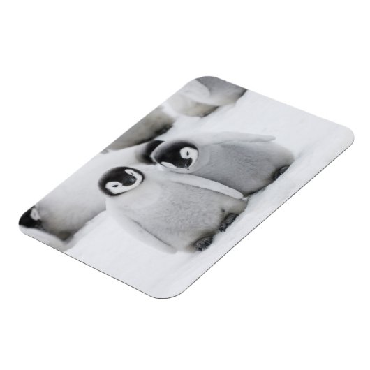 keizer Penguin Chicks on Ice in Antarctica Magneet (Linkerzijde)