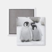 keizer Penguin Chicks on Ice in Antarctica Magneet (Voorkant / Achterkant)