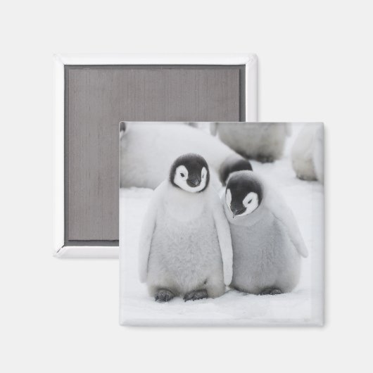 keizer Penguin Chicks on Ice in Antarctica Magneet (Voorkant / Achterkant)