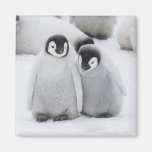 keizer Penguin Chicks on Ice in Antarctica Magneet