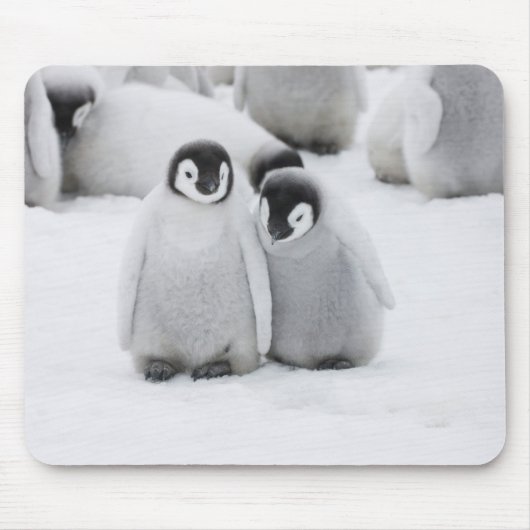 keizer Penguin Chicks on Ice in Antarctica Muismat (Voorkant)