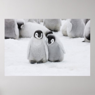 keizer Penguin Chicks on Ice in Antarctica Poster