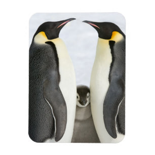Keizer Penguins met Chick - magnet Magneet